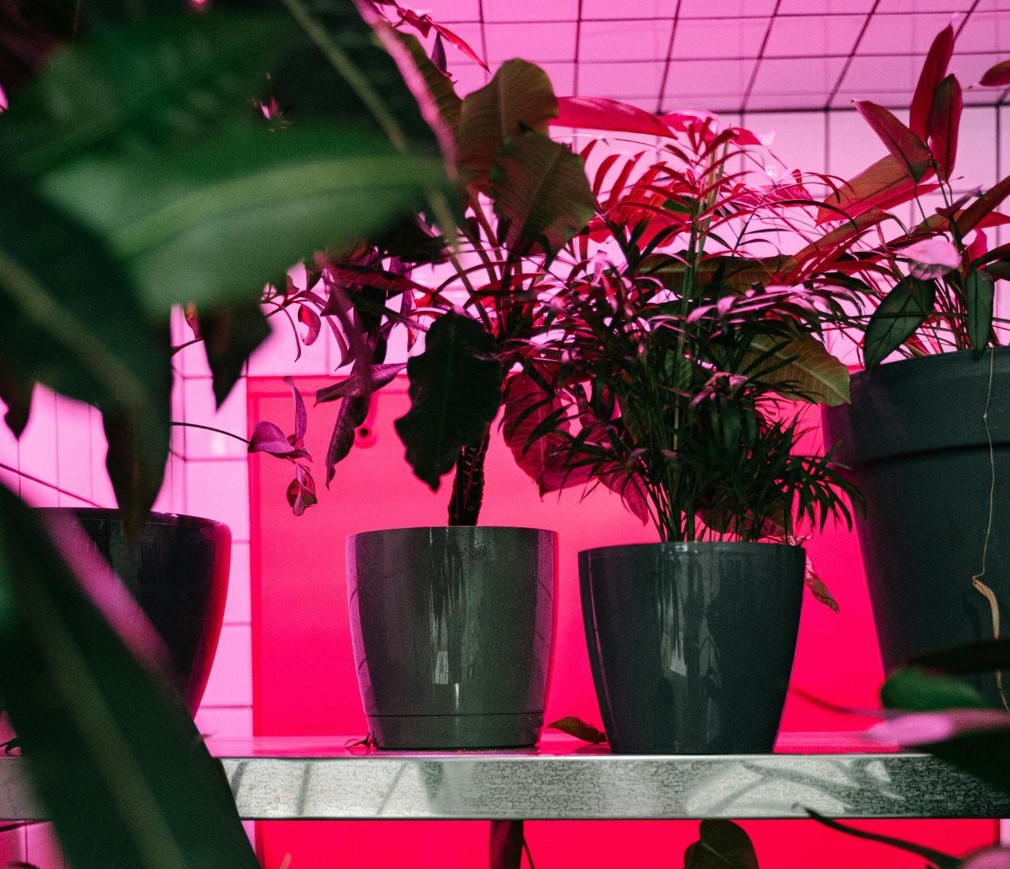 Bring Life Home with Artificial Plants
